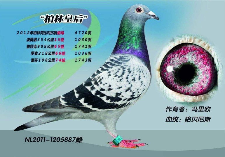 柏林皇后